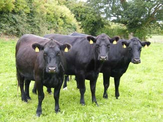 Cows - Castlefarm